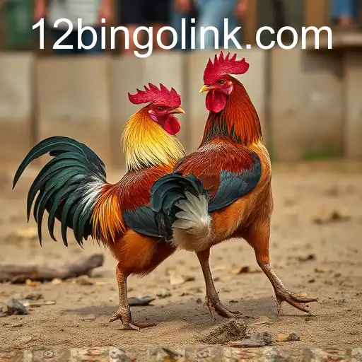 Cockfighting: A Historical Perspective and Its Modern Implications with 12bingo